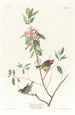 Troglodyte à couronne rubis - John James Audubon — weergave van het kunstwerk