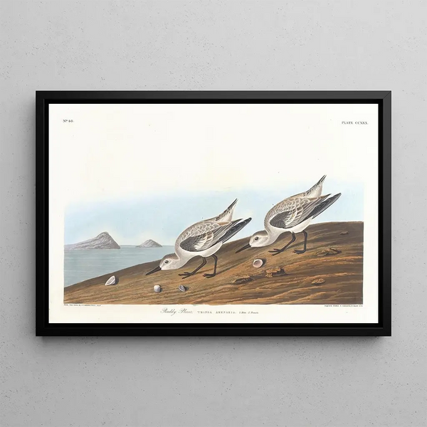 Roodborstje - John James Audubon — ingelijst kunstwerk aan de muur