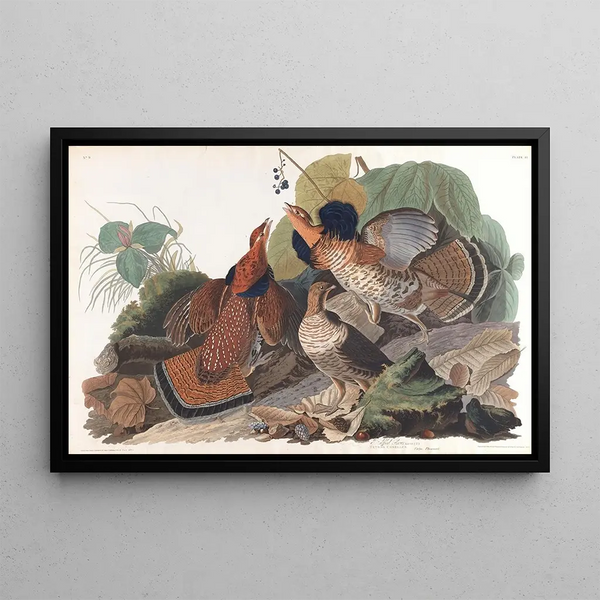 John James Audubon - Ruffed grous.webp