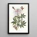 Colibri à cou roux - John James Audubon — ingelijst kunstwerk aan de muur