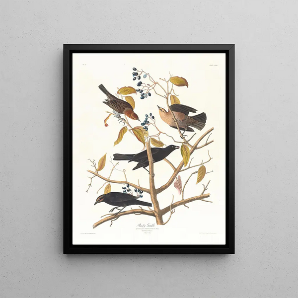 John James Audubon - Rusty grakle.webp