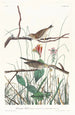 Bruant des savanes - John James Audubon — weergave van het kunstwerk