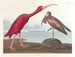Ibis écarlate - John James Audubon — weergave van het kunstwerk