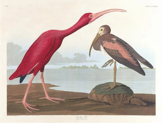 John James Audubon - Scarlet ibis.webp