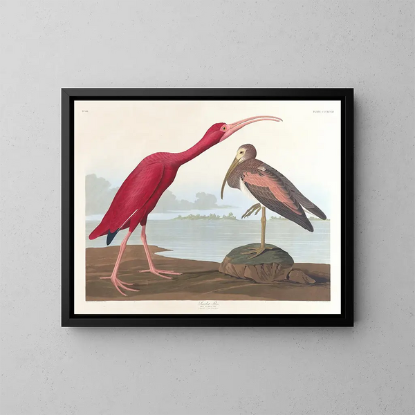Ibis écarlate - John James Audubon — ingelijst kunstwerk aan de muur