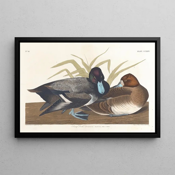 Fuligule milouinan - John James Audubon — ingelijst kunstwerk aan de muur