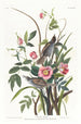 Bruant maritime - John James Audubon — weergave van het kunstwerk