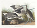 Bécassine semipalmée of willet - John James Audubon — weergave van het kunstwerk