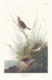 Bruant à queue aiguë - John James Audubon — weergave van het kunstwerk