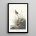 Bruant à queue aiguë - John James Audubon — ingelijst kunstwerk aan de muur