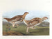 Tetraeder met puntige staart - John James Audubon — weergave van het kunstwerk