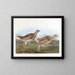 Tetraeder met puntige staart - John James Audubon — ingelijst kunstwerk aan de muur
