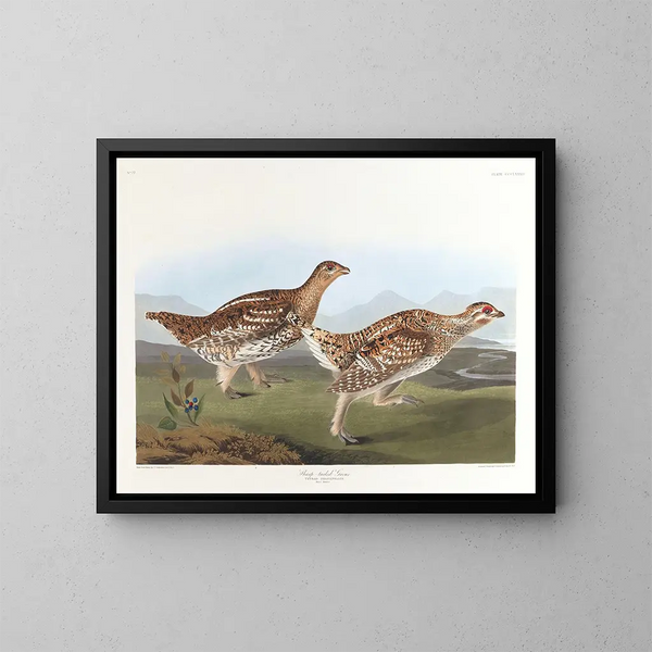 Tetraeder met puntige staart - John James Audubon — ingelijst kunstwerk aan de muur