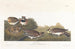 Alouette hausse-col - John James Audubon — artwork view