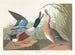Eend Souchet - John James Audubon — weergave van het kunstwerk