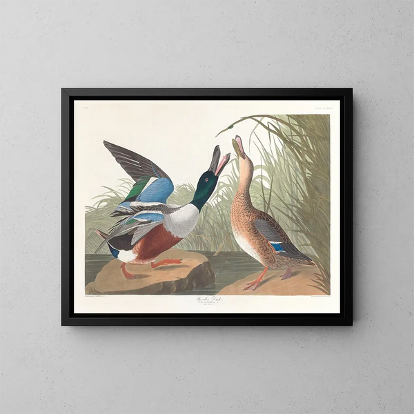 Eend Souchet - John James Audubon — ingelijst kunstwerk aan de muur