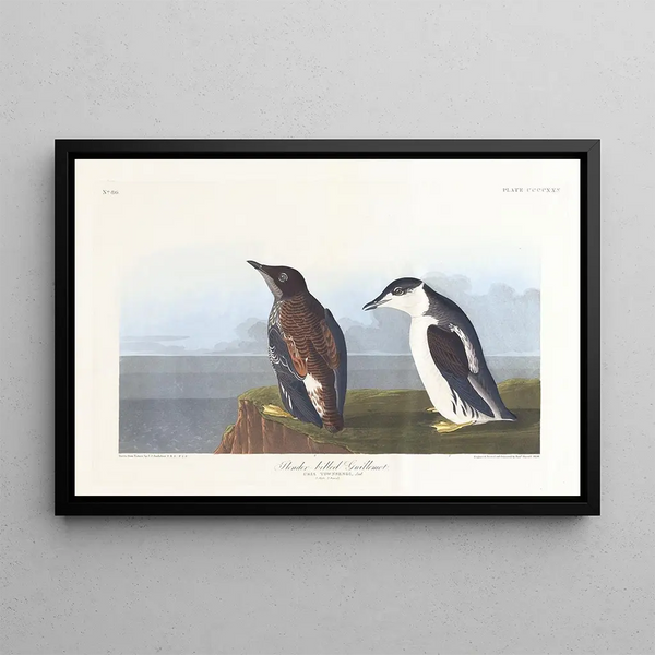 van het Goudvink-Schilderij - John James Audubon — ingelijst kunstwerk aan de muur