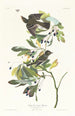 Klein moucherolle met groene kruin - John James Audubon — weergave van het kunstwerk