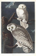 Harfang des neiges - John James Audubon — weergave van het kunstwerk