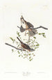 Bruant chanteur - John James Audubon — weergave van het kunstwerk