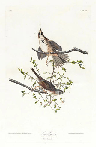 John James Audubon - Song sparrow.webp
