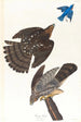 Faucon de Stanley - John James Audubon — weergave van het kunstwerk