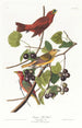 Tangara d'été - John James Audubon — weergave van het kunstwerk