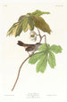 Bruant des marais - John James Audubon — weergave van het kunstwerk