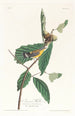 Paruline de Swainson - John James Audubon — weergave van het kunstwerk
