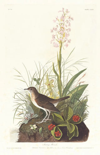 John James Audubon - Tawny thrush.webp