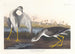 Barge à queue noire ou bécassine - John James Audubon — artwork view