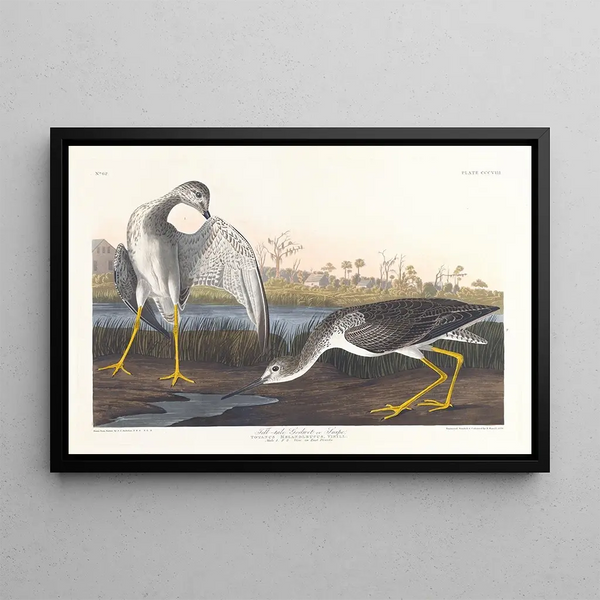 Barge à queue noire of bécassine - John James Audubon — ingelijst kunstwerk aan de muur