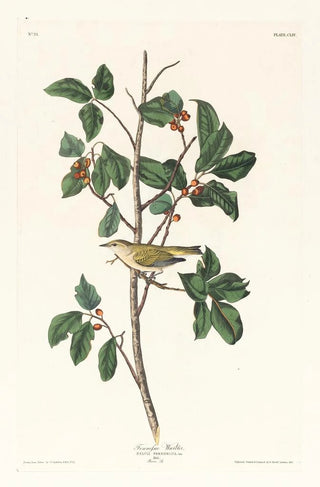 John James Audubon - Tennessee warbler.webp