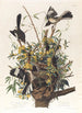 De spotter - John James Audubon — weergave van het kunstwerk