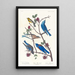 Paruline de Townsend, Arctic Bluebird, Western Bluebird - John James Audubon — ingelijst kunstwerk aan de muur
