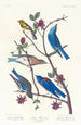 Paruline de Townsend, Arctic Bluebird, Western Bluebird - John James Audubon — weergave van het kunstwerk