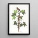 Moucherolle de Traill - John James Audubon — ingelijst kunstwerk aan de muur
