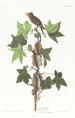 Moucherolle de Traill - John James Audubon — weergave van het kunstwerk