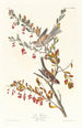 Reproductie van het schilderij Bruant des arbres - John James Audubon