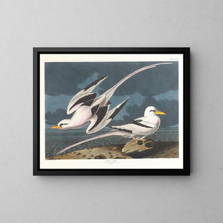 John James Audubon - Tropic bird.webp