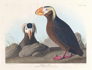 John James Audubon - Tufted auk.webp