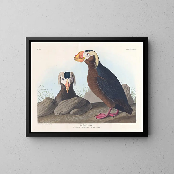Zeearend - John James Audubon — ingelijst kunstwerk aan de muur