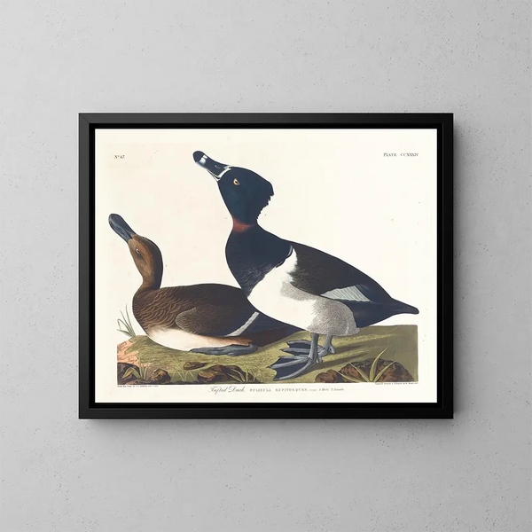 Fuligule milouin - John James Audubon — ingelijst kunstwerk aan de muur