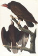 Urubu à tête rouge - John James Audubon — weergave van het kunstwerk