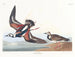 Bécasseau à collier - John James Audubon — weergave van het kunstwerk