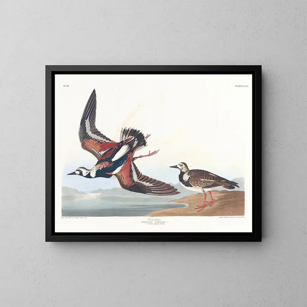 Bécasseau à collier - John James Audubon — ingelijst kunstwerk aan de muur