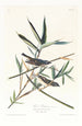 Viréo solitaire - John James Audubon — weergave van het kunstwerk