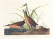 Râle de Virginie - John James Audubon — weergave van het kunstwerk
