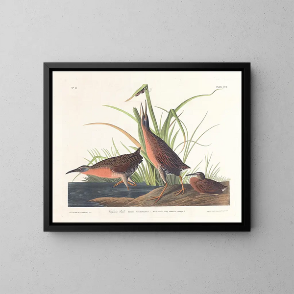 Râle de Virginie - John James Audubon — ingelijst kunstwerk aan de muur