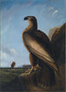 Aigle de mer de Washington - John James Audubon — weergave van het kunstwerk